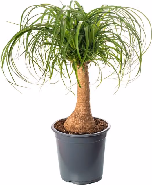 GardenersDream Beaucarnea Nolina Green Exotic Indoor House Plant, Height: 65 cm
