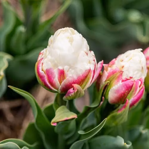 T&M Tulip Ice Cream Peony-Style Double Bulbs, Pink and White, 5 Bulbs – 2