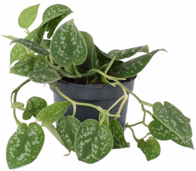 Plants by Post Satin Pothos Indoor Trailing Houseplant, Green, 12 cm Pot