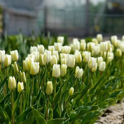 Thompson & Morgan White Dream Tulip Bulbs, 8 Bulbs – 2