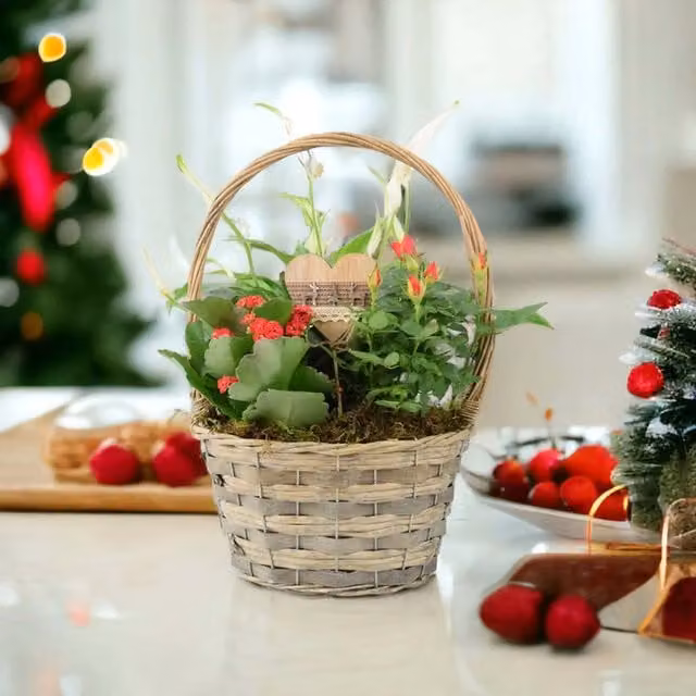 Plants by Post Christmas Gift Basket with Rose Peace Lily and Kalanchoe Plants in Red, White and Green Rattan Basket