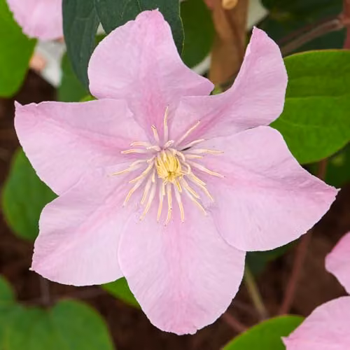 YouGarden Clematis Pompeii Boulevard Pink Climber, 3 x Established Plants in 10.5cm Pots