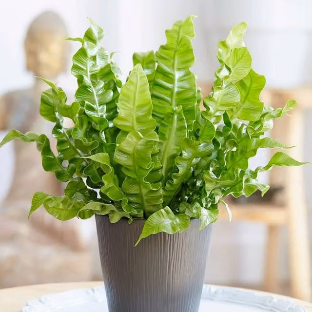 Primrose Asplenium Nidus Crispy Wave Bird's Nest Fern, Green Indoor Potted Plant, Height: 20 cm, Pot Size: 12 cm