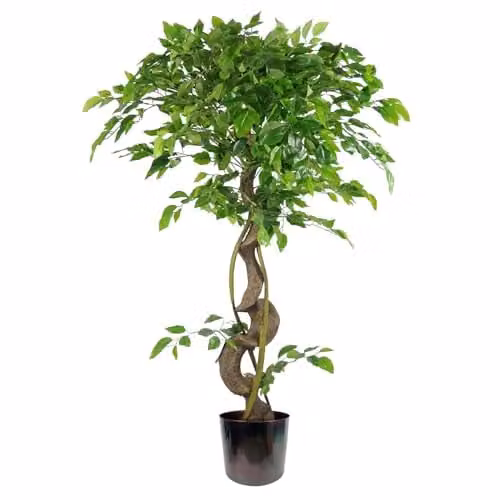 Botanik 120 cm Twisted Trunk Artificial Japanese Fruticosa Style Ficus Tree in a Green and Multicolour Metal Planter – 1