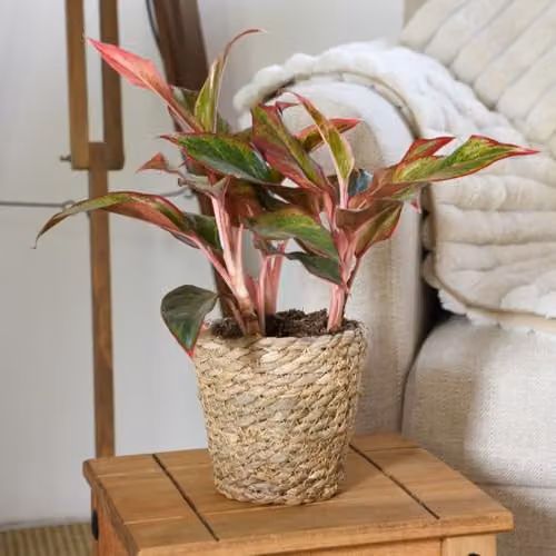 Thompson & Morgan Aglaonema Crete Chinese Evergreen Houseplant with Multicolour Foliage in a 12cm Pot – 3