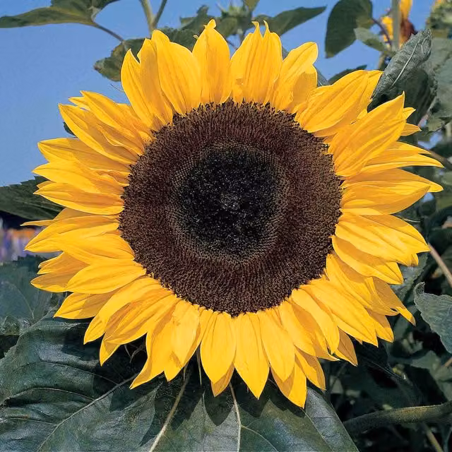 Unwins Sunshine Giant Green Sunflower Seeds
