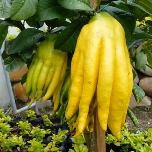 Thompson & Morgan Citrus Hand of Buddha Exotic Ornamental and Fruiting Tree, 2 x 20cm Pots