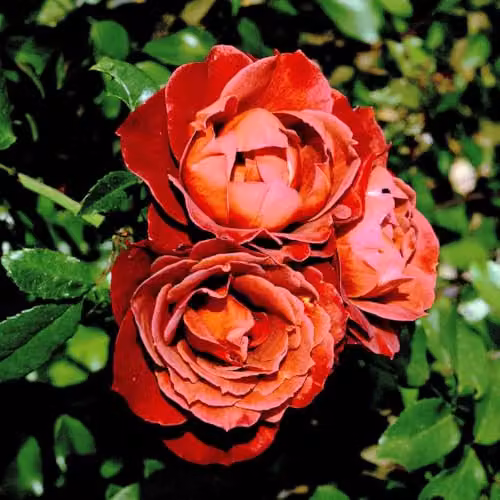 YouGarden Rose Hot Chocolate Established Aromatic Plant in 4L Pot – 2