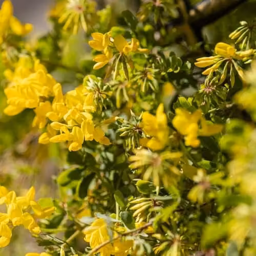 Thompson and Morgan Coronilla Valentina Citrina Evergreen Winter Flowering Shrub with Fragrant Yellow Blooms, 2 x 9cm Pots and Black and Gold Tower Pot – 1