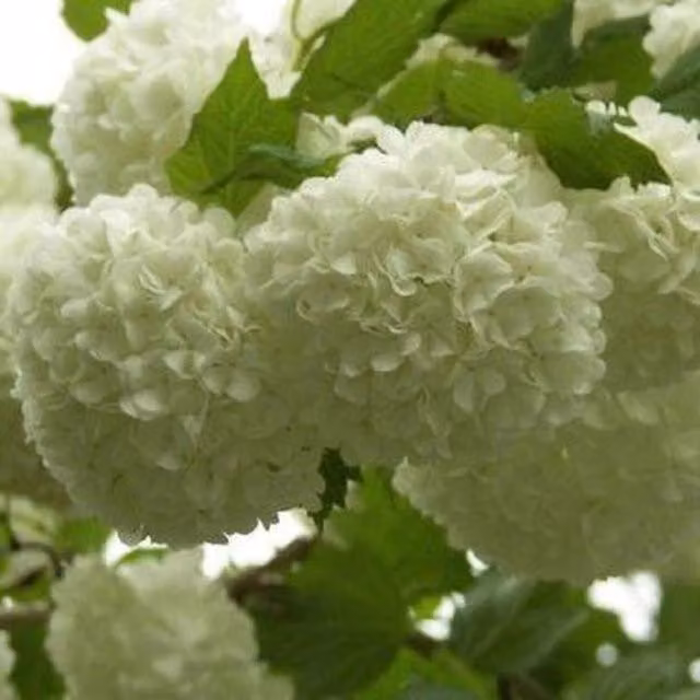 Direct Plants Viburnum Opulus Roseum Snowball Ornamental Tree, White and Green, 3 Litre Pot