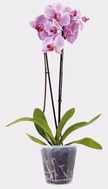 Stewart Clear Plastic Orchid Flower Plant Pot, Diameter: 18.5 cm, Pack of 2