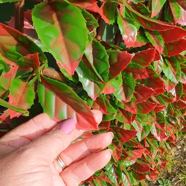 True Products Premium Expanding Artificial Red Tip Photinia on Woven Willow Trellis, Multicolour Wall-Mounted Artificial Hedge