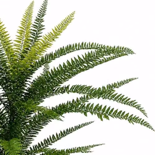 Leaf Green Artificial Fire Retardant Plastic Boston Fern Plant, Height: 75 cm – 3