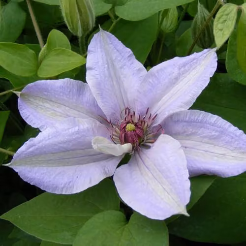 Thompson & Morgan Clematis Bernadine Compact Lilac Blue Flowering Climber in 10.5cm Pots – 1