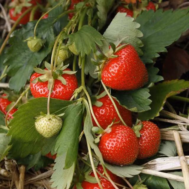 Marshalls Strawberry Christine Red Perennial Berry Bush, 10 Pack
