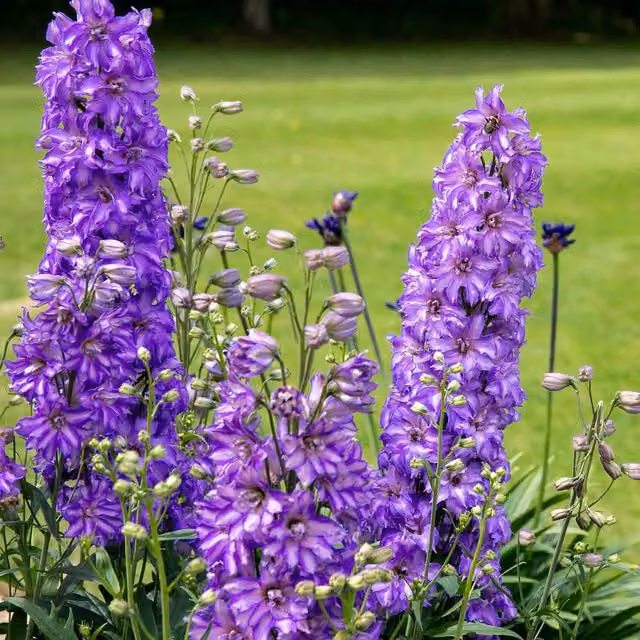 Marshalls Garden Purple Delphinium Perennial for Pots and Ornamental Gardens