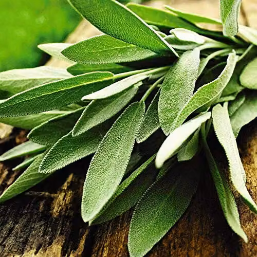 Thompson and Morgan English Sage Salvia officinalis Herb Seeds, 75 Seeds per Packet