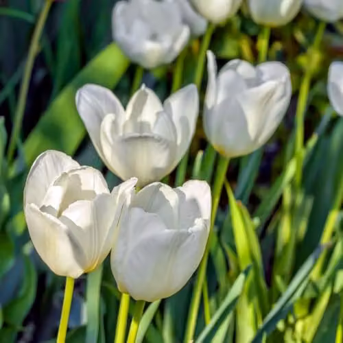 Thompson & Morgan Tulip Snowstar Pure White Triumph Bulbs, 8 Bulbs – 2