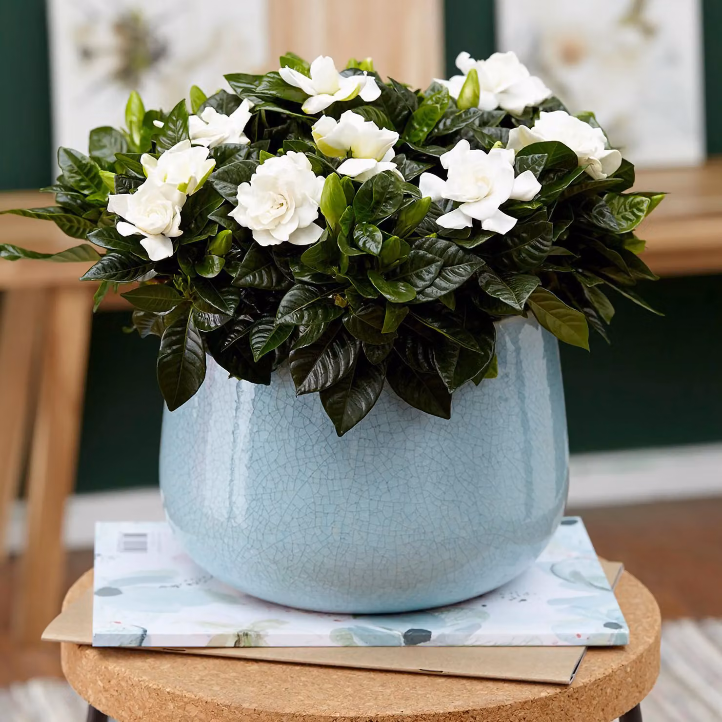 Primrose Gardenia jasminoides Flowering Jasmine Houseplant in a 13cm Green Plastic Pot – 4