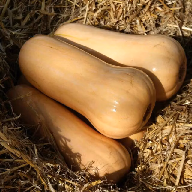 Marshalls Sweetmax Butternut Squash Seeds, Orange, 8 Seeds