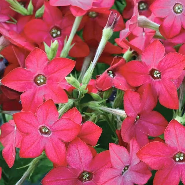 Plant Theory Set of 3 Cuba Rose Nicotiana Pink Bedding Plants in 9cm Pots