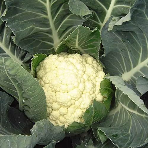 Thompson and Morgan Boris F1 Hybrid Cauliflower Seeds, White, Approx. 15 Seeds – 2