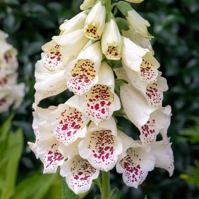 Marshalls Garden Digitalis Tall Collection White Perennial Ornamental Outdoor Plant