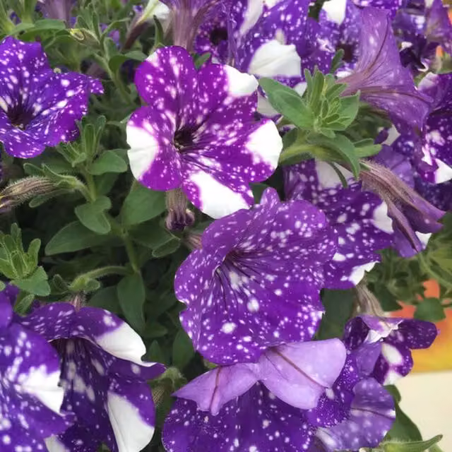 Plants by Post Petunia Night Sky Bedding Plants, 3 x 9cm Pots, Purple and White Trailing Summer Flowers