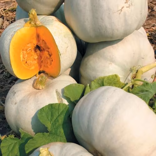 Thompson & Morgan Pumpkin Grey Ghost F1 Seeds, 4 Seeds per Packet – 1