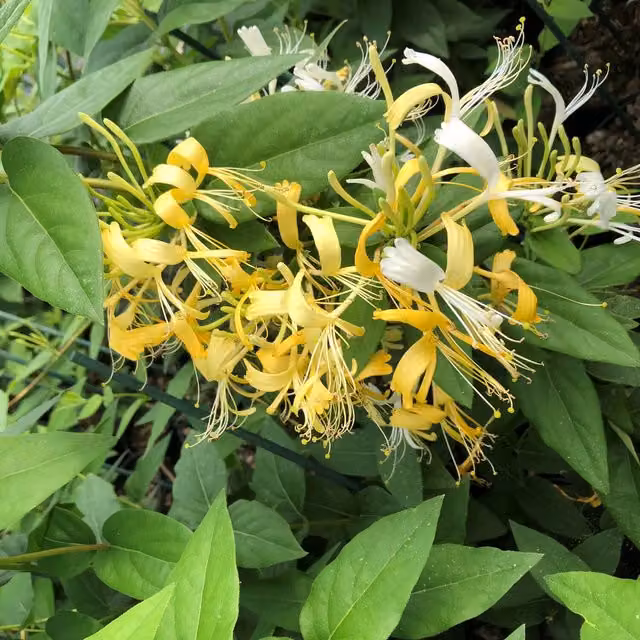 Plants By Post Lonicera similis Delavayi Climber, White and Yellow