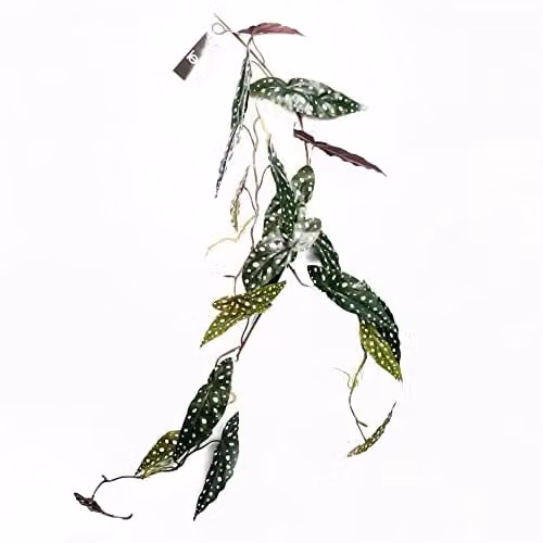 Leaf Artificial Hanging Trailing Begonia Maculata Spotted Plant in Purple and Green, Height: 110 cm