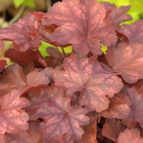 Thompson & Morgan Heuchera Fire Chief Hardy Perennial Coral Bells with Wine-Red Foliage and Pink and White Flowers, Pack of 3 x 9cm Pots