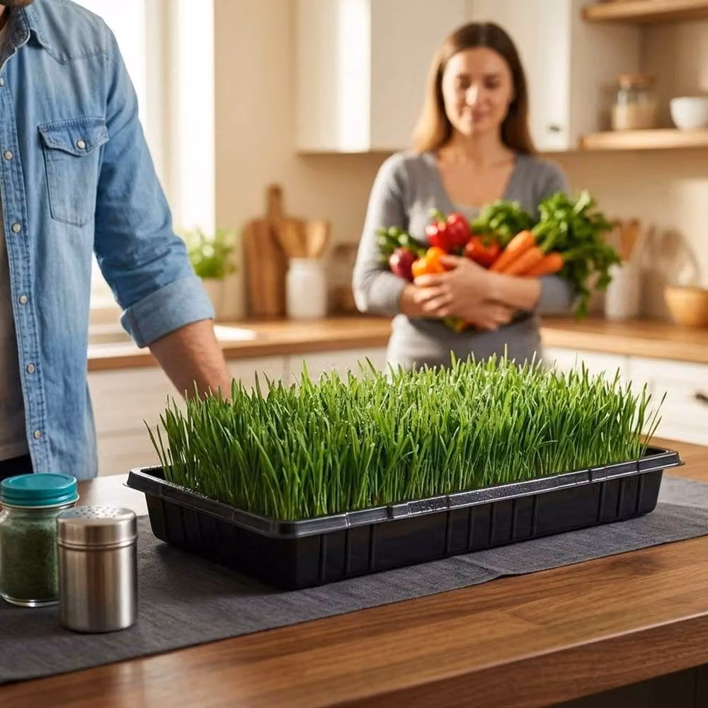 Nordara 10 Pack Black Seed Trays without Drainage, W: 56 cm, D: 28 cm, H: 6 cm – 4