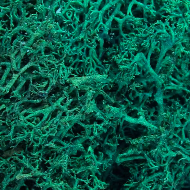 Oasis Organic Floral Moss in Dark Green and Petrol