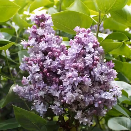 Thompson and Morgan Lilac Katherine Havemeyer Fragrant Double Lavender-Blue Ornamental Shrub, 2 x 9cm Pots