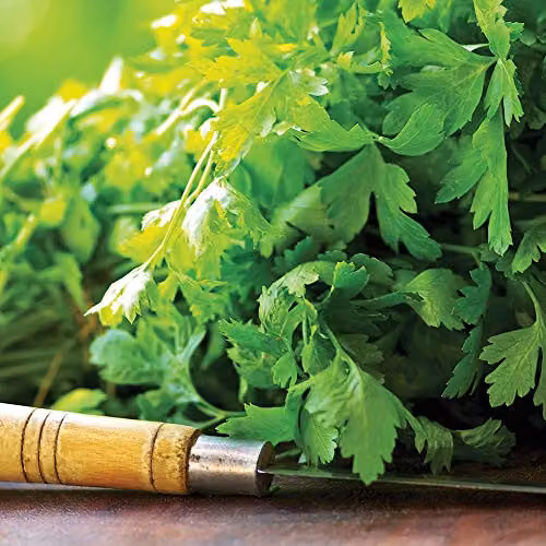 Thompson and Morgan Coriander Herb Seeds, 150 Seeds – 2