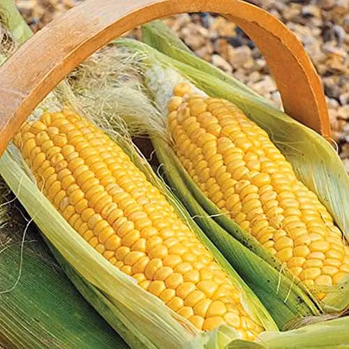 Thompson and Morgan Golden Gate Sweetcorn Yellow Vegetable Seeds, 35 g