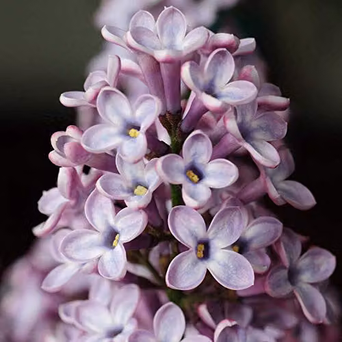 Thompson & Morgan Hardy Perennial Flowering Lilac Katherine Havemeyer Ornamental Shrub, Purple, 1 x 9cm Pot – 2
