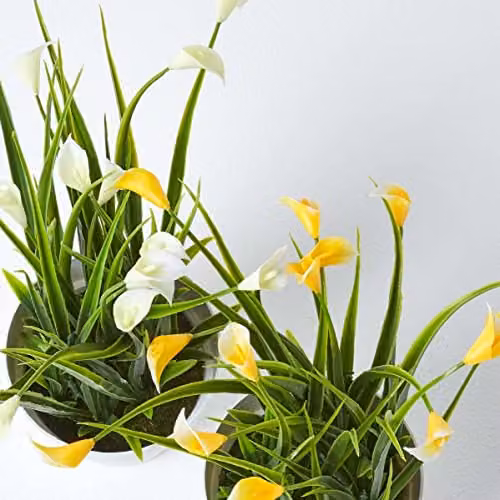 Homescapes Set of 4 Artificial Calla Lily Flowers in Multicolour Pink, Purple, White and Yellow with White Pots, Height: 25 cm – 2