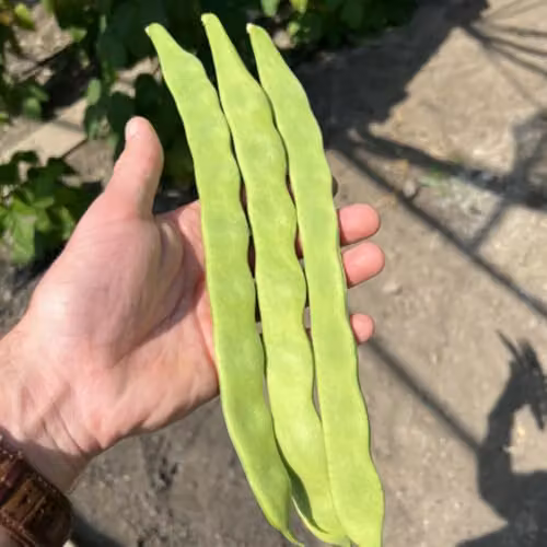 Thompson & Morgan Hacienda Climbing French Bean Seeds, 40 Seeds – 2