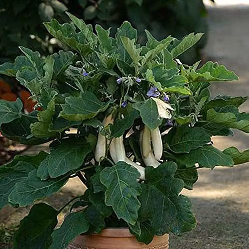Thompson & Morgan Gretel Aubergine Vegetable Seeds, 5 Seeds per Packet – 2