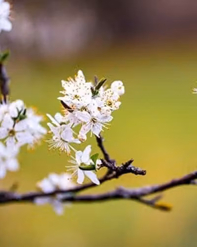 F&G Supplies Blackthorn Prunus Spinosa Native Hedging Plants with Sloe Berries, 20 Bare Root Trees, Height: 90-120 cm – 2