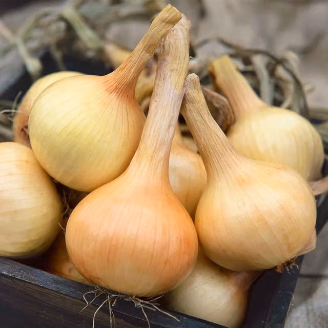 Marshalls Walla Walla Sweet Salad Onion Seeds, 250 Seeds