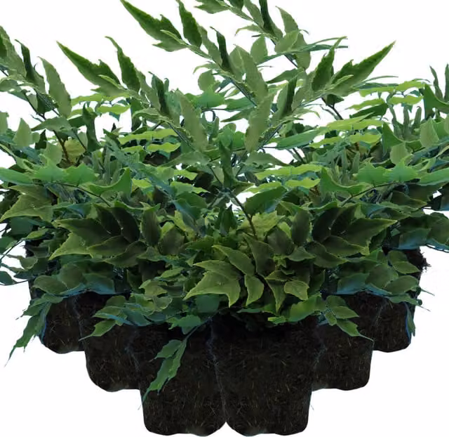 Plants By Post Pack of 3 Holly Fern Cyrtomium falcatum Green Evergreen Shade Garden Plants, 1L