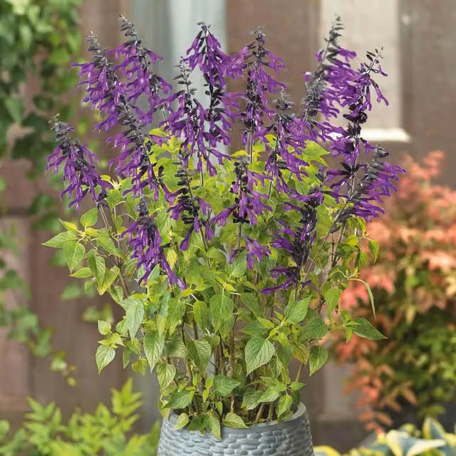 Marshalls Garden Salvia Amistad Hardy Purple Perennial, Pack of 6