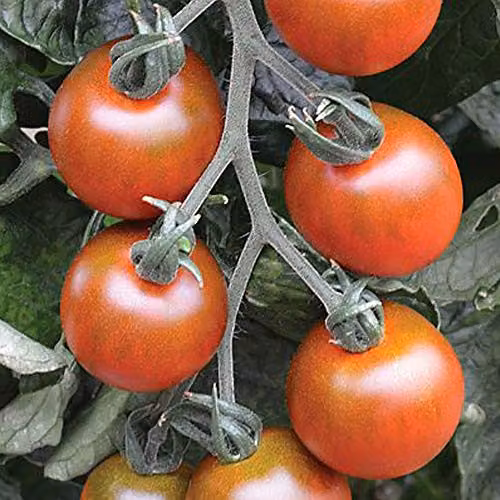 Thompson and Morgan Tomato Ruby Falls Red Vegetable Seeds, 6 Seeds per Packet – 2