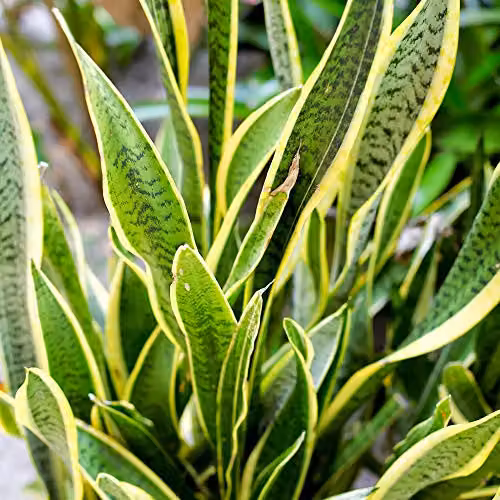 Thompson and Morgan Sansevieria Snake Plant Mother in Laws Tongue Indoor Evergreen House Plant, 1x 12cm Potted Plant – 4