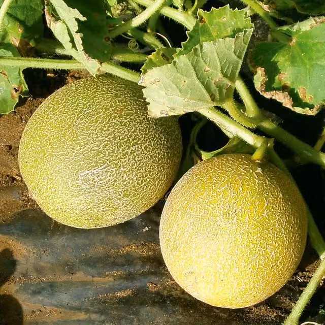 Marshalls Garden Melon Vegetable Seeds, 10 Seeds