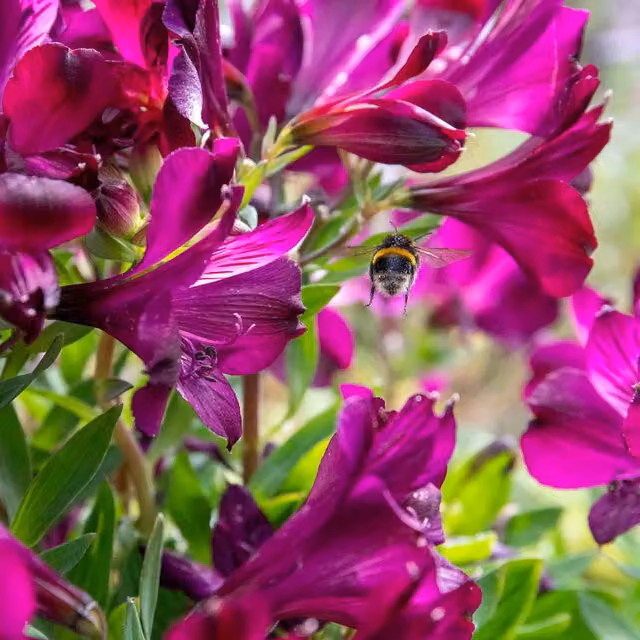 Marshalls Garden Alstroemeria Purple Hardy Long-Flowering Perennial