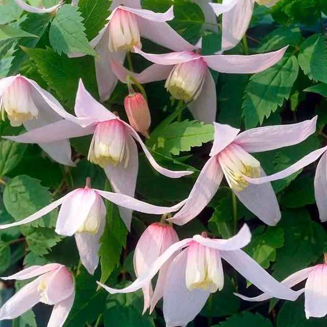 Plant Theory Clematis Willy Pink Flowering Climbing Plant in a Pot, Green